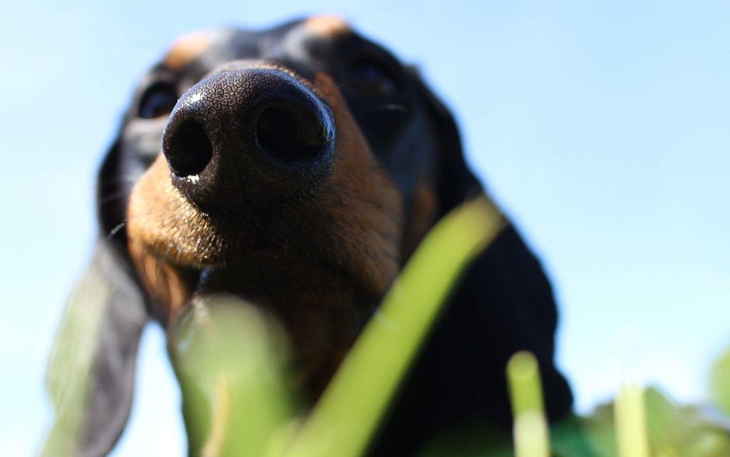 Wunderwerk Hund Wunderwerk Hund