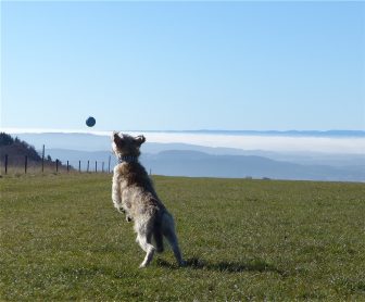 Balljunkie9