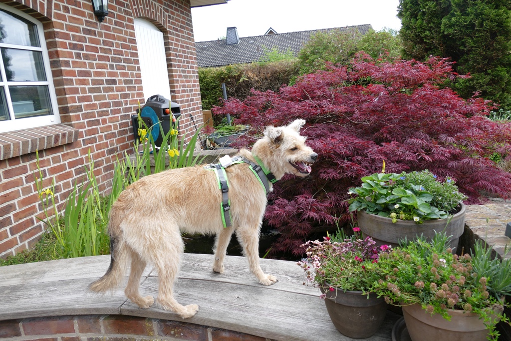 Wenn der Hund knurrt&hellip; • Shiva Wuschelmädchen