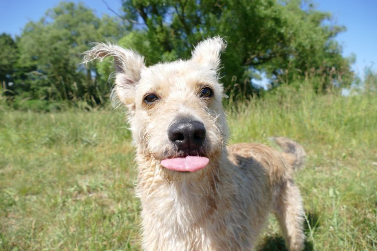 Wenn der Hund knurrt&hellip; • Shiva Wuschelmädchen